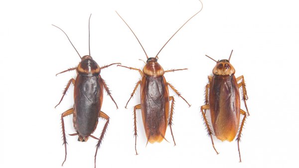 Les méthodes professionnelles efficaces pour se débarrasser des cafards